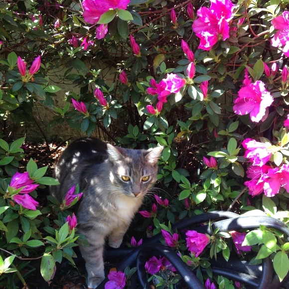 Meet your Posher, Sallie - Picture 1 of 1